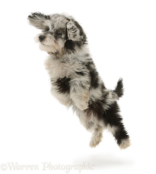 Fluffy black-and-grey Daxie-doodle pup, Pebbles, taking a flying leap, white background