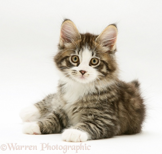 Tabby-and-white Maine Coon kitten, lying with head up, white background