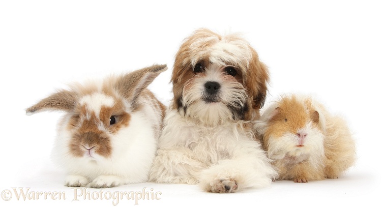 Maltese x Shih-tzu pup, Leo, 13 weeks old, with matching sandy-and-white shaggy Guinea pig and rabbit, white background