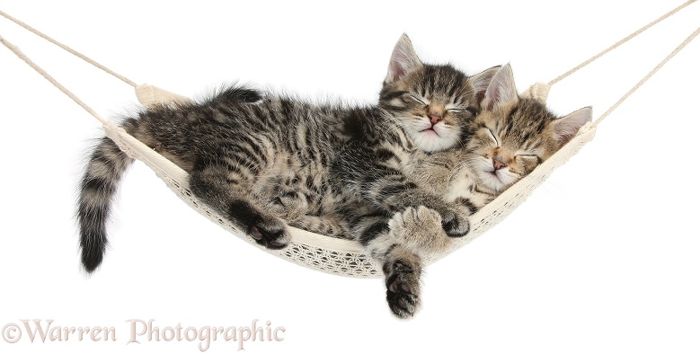 Two cute tabby kittens, Stanley and Fosset, 7 weeks old, sleeping in a hammock, white background