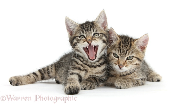 Cute tabby kittens, Stanley and Fosset, 9 weeks old, lounging together, Fosset yawning, white background