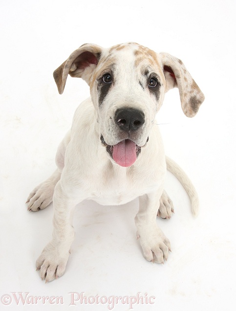 Great Dane pup, Tia, 14 weeks old, sitting and looking up, white background