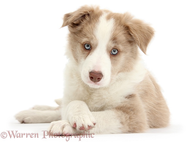 Lilac Border Collie pup, Tia, lying with head up and paws crossed, white background