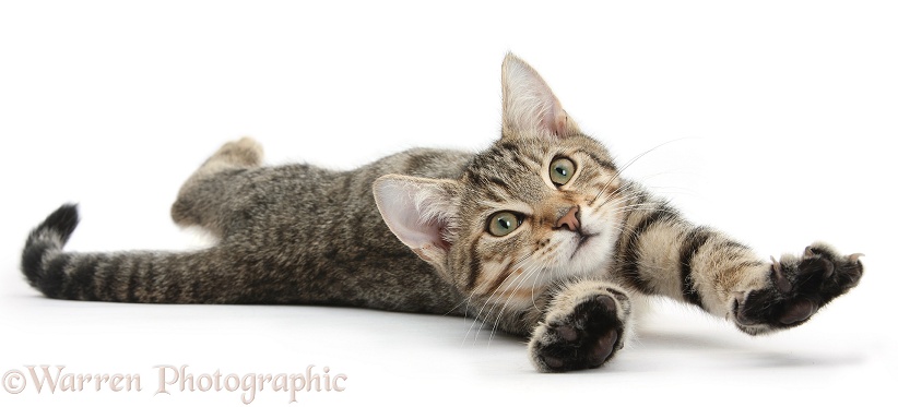 Tabby male kitten, Stanley, 4 months old, lying and stretching out, white background