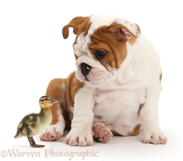 Bulldog pup, 11 weeks old, and Mallard Duckling, white background