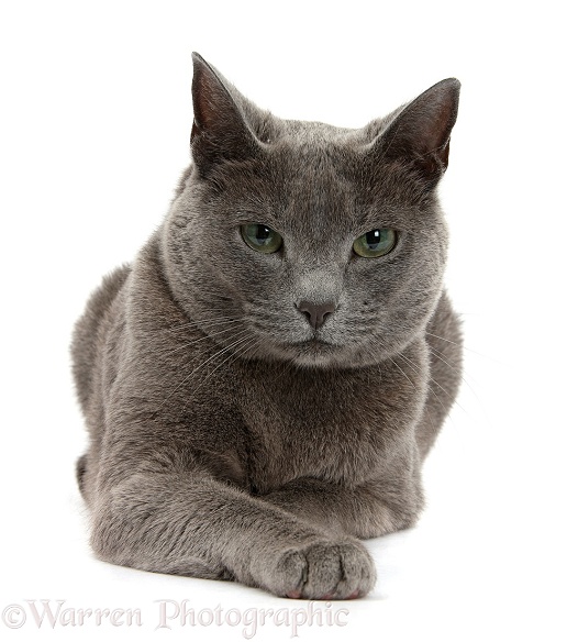 Russian Blue female cat with green eyes, white background