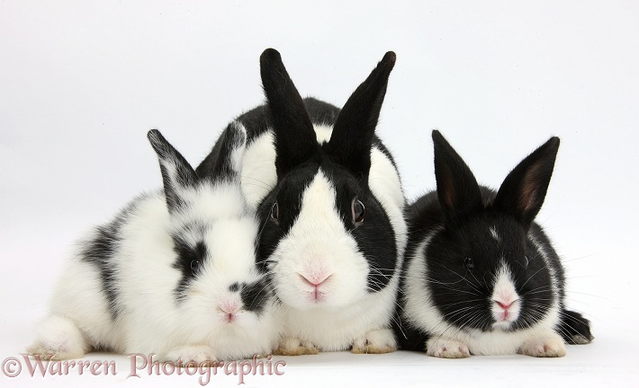 Dutch rabbit and black-and-white baby bunnies, white background
