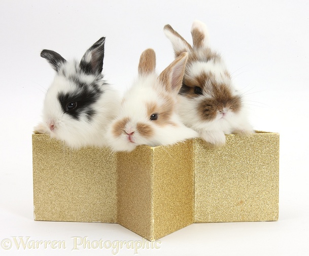 Three cute baby bunnies in a golden star box, white background