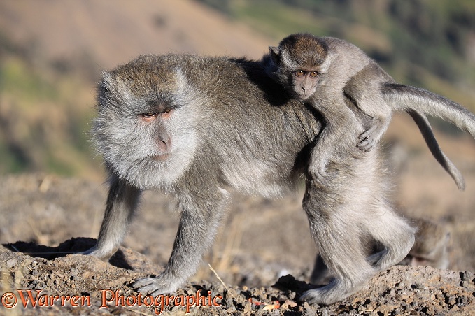 Long-tailed Macaque (Macaca fascicularis) mother and baby, at Rinjani.  South East Asia
