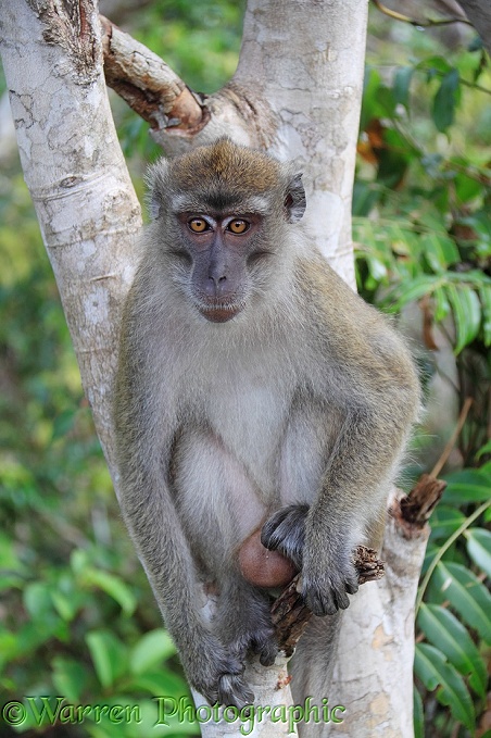 Crab-eating Macaque (Macaca fascicularis).  South East Asia