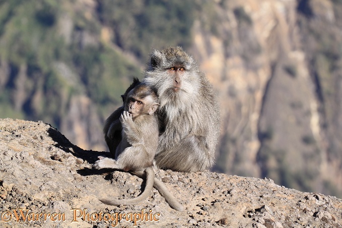 Long-tailed Macaque (Macaca fascicularis) mother and baby, at Rinjani.  South East Asia