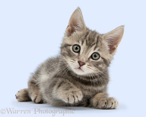 Tabby kitten, Max, 9 weeks old, white background