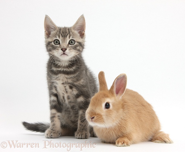Tabby kitten, Max, 9 weeks old, with baby Netherland Dwarf rabbit, white background