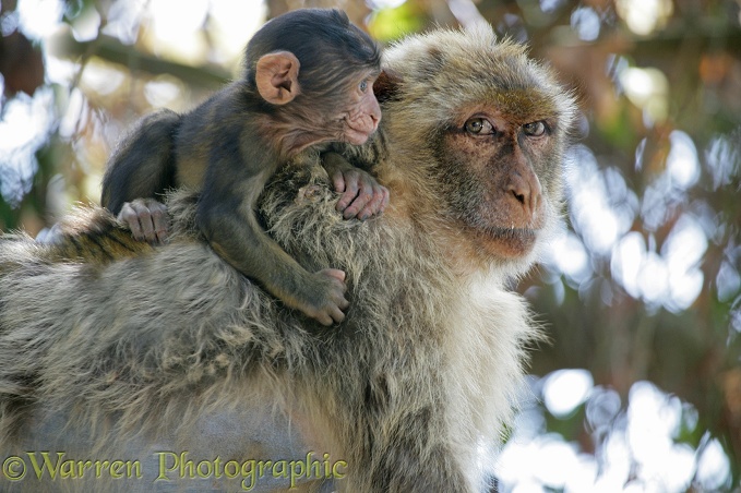 Gibraltar Barbary Macaque (Macaca sylvanus) mother and baby