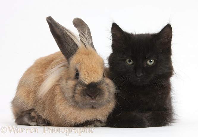 Fluffy black kitten, 9 weeks old, and young rabbit, white background