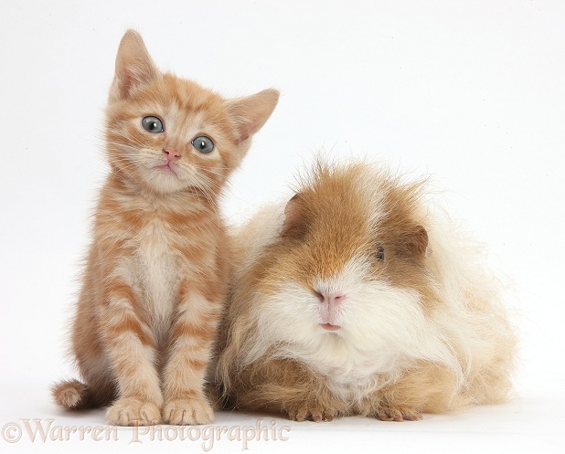 Ginger kitten, 5 weeks old, with shaggy Guinea pig, white background