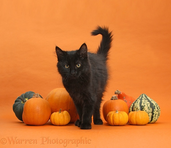 Black Maine Coon kitten and Halloween pumpkins on orange background