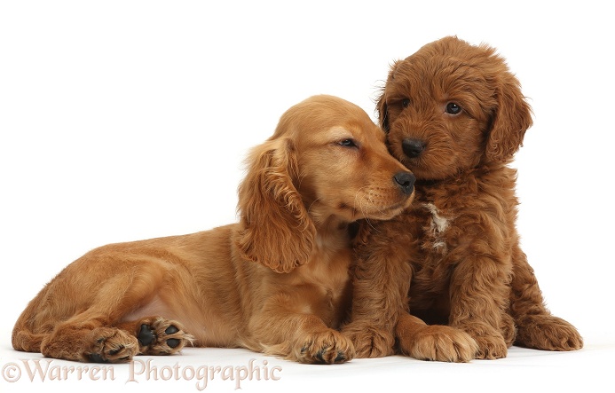 Puppy love - Golden Cocker Spaniel puppy, Maizy, snuggling up to a red F1b Goldendoodle puppy, white background