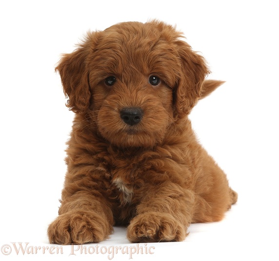 Cute playful red F1b Goldendoodle puppy, white background