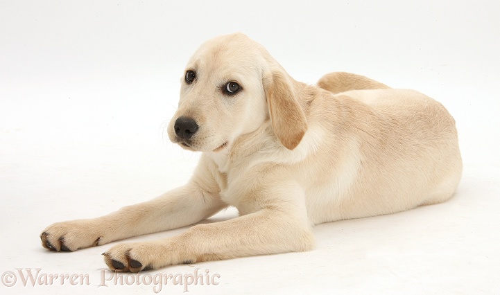 Yellow Labrador Retriever pup, 4 months old, lying with head up, white background
