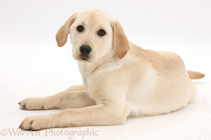 Yellow Labrador Retriever pup, 4 months old, lying with head up, white background