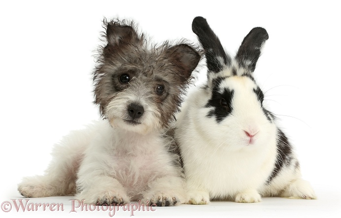 Jack Russell x Westie pup, Mojo, 12 weeks old, with black-and-white rabbit, Bandit, white background
