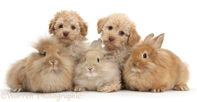 Tow Toy Labradoodle puppies and three Lionhead-cross rabbits, white background
