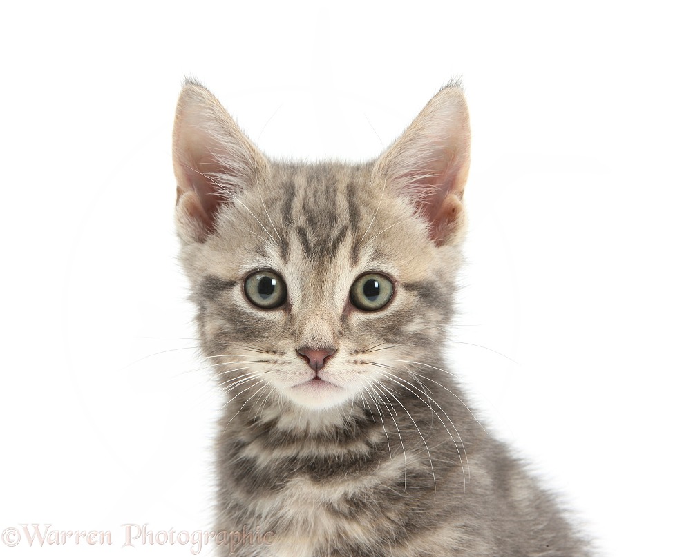 Tabby kitten, Max, 9 weeks old, white background