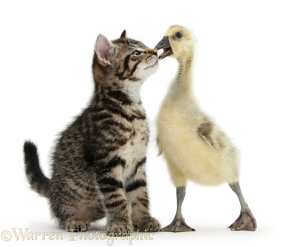 Cute tabby kitten, Fosset, 9 weeks old, nose to beak with yellow gosling, white background