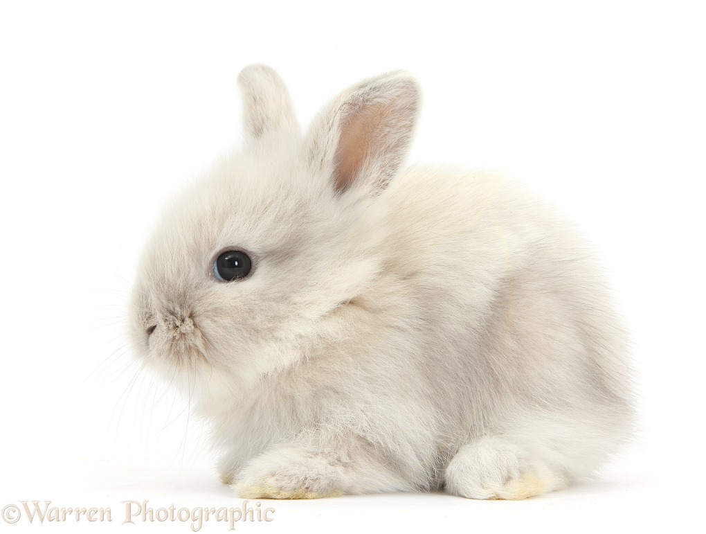 Baby Lionhead x Lop bunny, white background