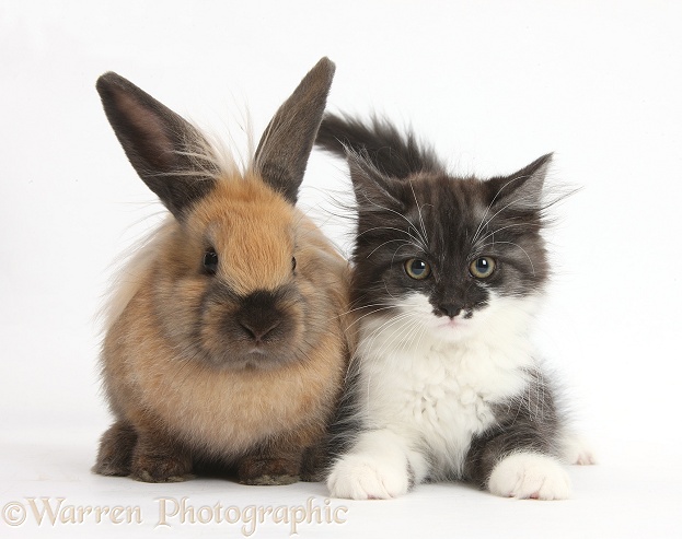 Fluffy dark silver-and-white kitten, 9 weeks old, and brown rabbit, white background