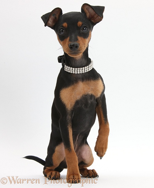 Miniature Pinscher puppy, Orla, sitting with raised paw, white background