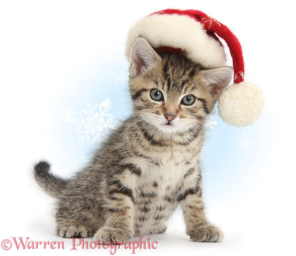 Cute tabby kitten, Stanley, 7 weeks old, wearing a Father Christmas hat, white background