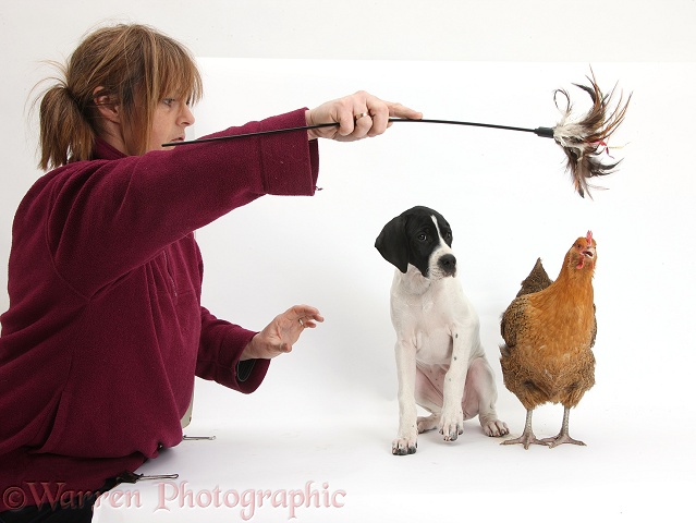 Britta assisting me with a Pointer puppy and chicken, white background
