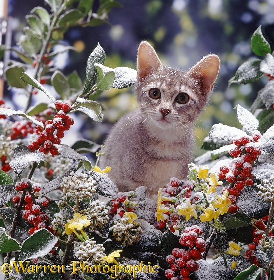 Portrait of blue tabby kitten among snowy holly berries with flowering winter jasmine