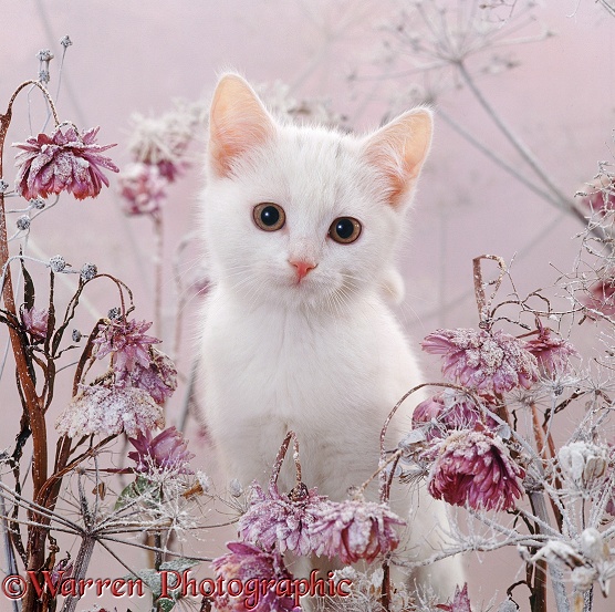 Amber-eyed white kitten, among snowy everlasting daisies and cow parsley deadheads