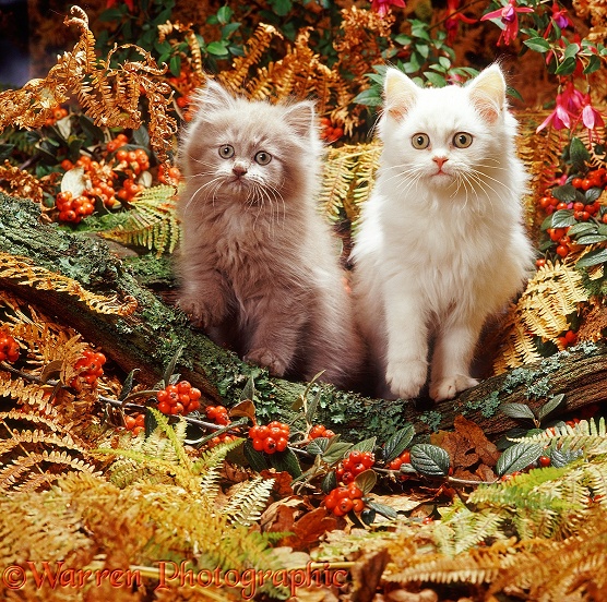Cream and lilac Persian-cross kittens among autumn bracken and berries