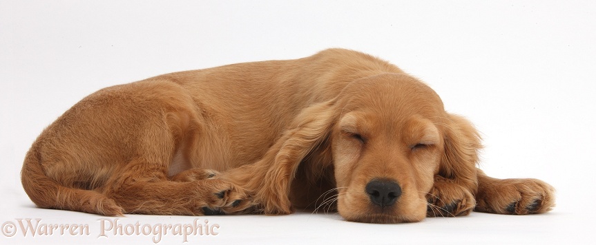 Golden Cocker Spaniel puppy, Maizy, lying asleep with her chin on the floor, white background
