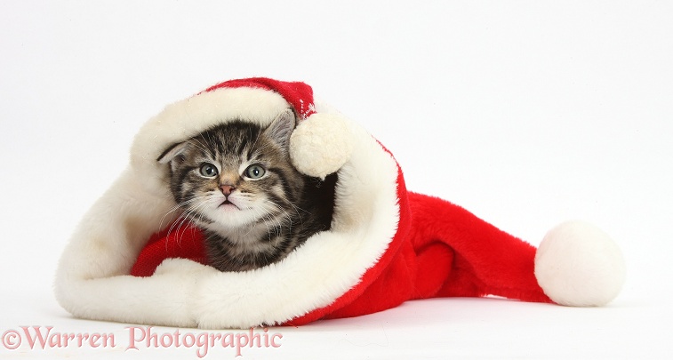 Cute tabby kitten, Fosset, 7 weeks old, in and wearing a Father Christmas hat, white background