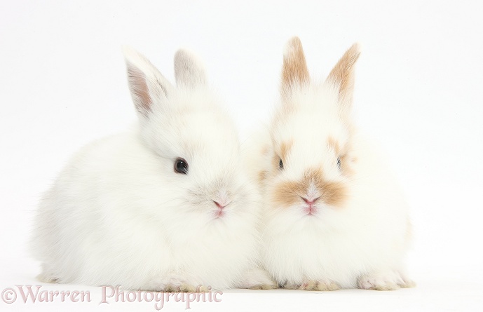 Two baby bunnies, white background