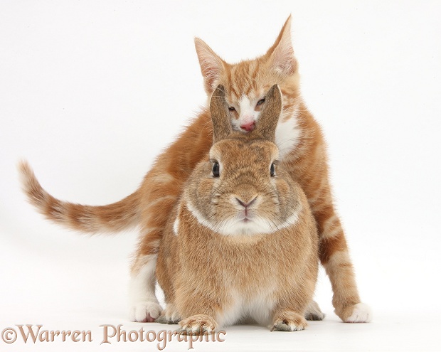 Ginger kitten, Ollie, 10 weeks old, squinting between the ears of Netherland-cross rabbit, Peter, white background