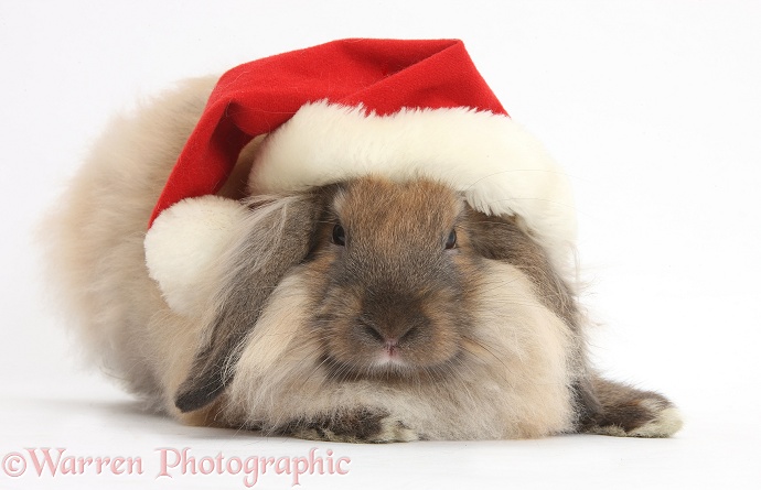Comical Lionhead-Lop rabbit wearing a Father Christmas hat, white background