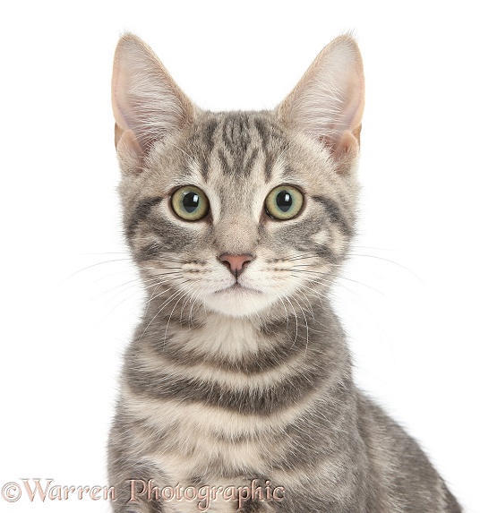 Portrait of tabby cat, Max, 5 months old, white background