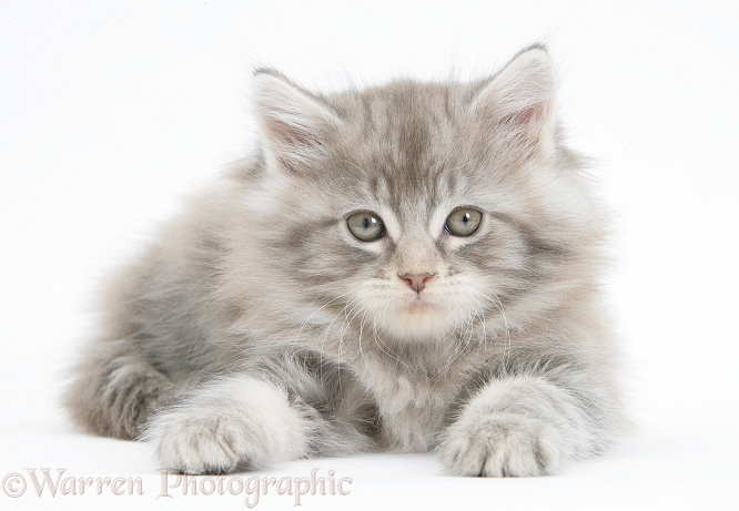 Silver tabby Maine Coon kitten, 7 weeks old, white background