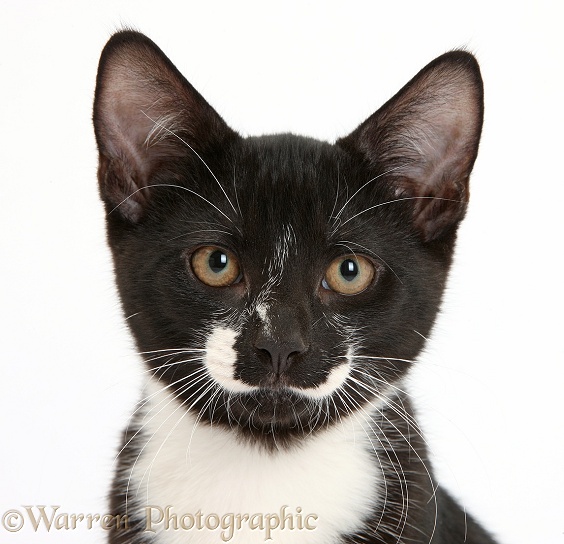 Black-and-white male kitten, Tuxie, 3 months old, white background