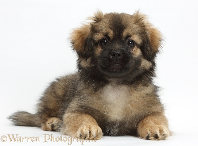 Tibetan Spaniel dog puppy, Bair, 13 weeks old, lying with head up, white background