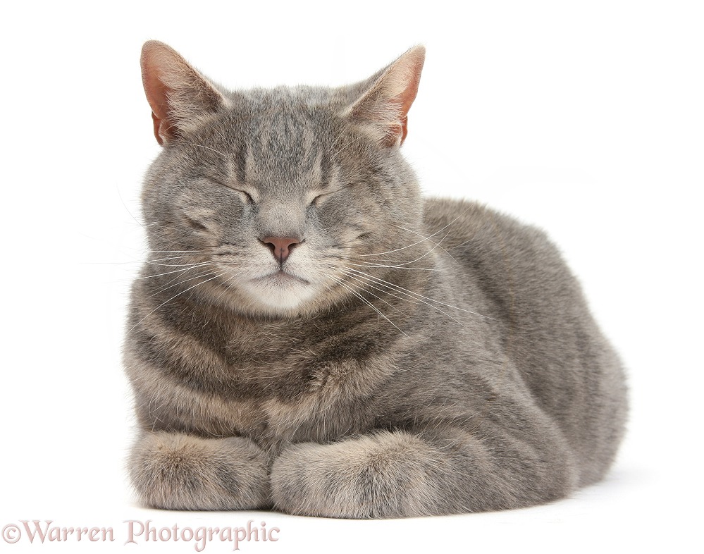 Blue-grey tabby male cat, Pippin, 4 years old, lying with head up, dozing, white background