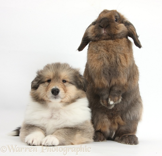 Sable Rough Collie puppy, 7 weeks old, with Lionhead Lop rabbit, Dibdab, white background