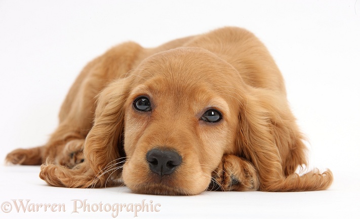 Golden Cocker Spaniel puppy, Maizy, lying with chin on the floor, white background