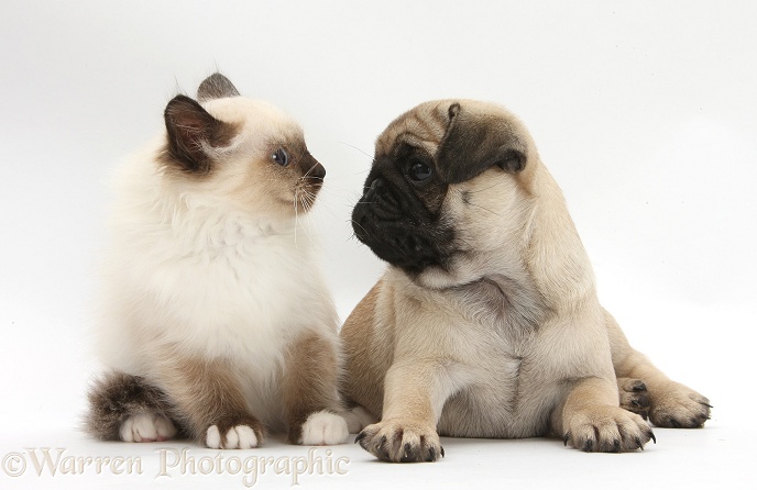 Fawn Pug pup, 8 weeks old, and Birman-cross kitten, white background